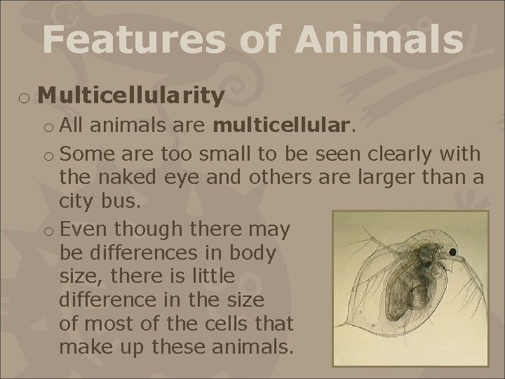 Features of Animals o Multicellularity o All animals are multicellular. o Some are too