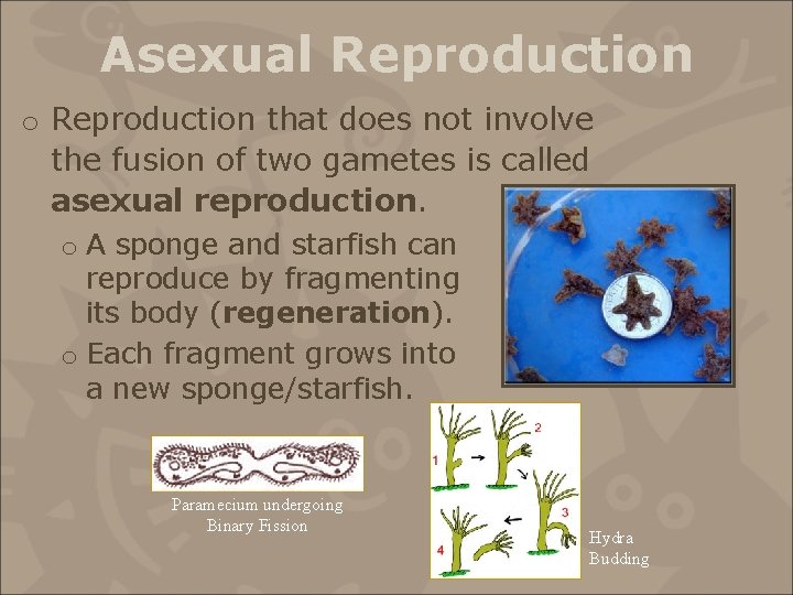 Asexual Reproduction o Reproduction that does not involve the fusion of two gametes is