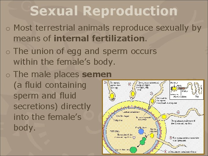 Sexual Reproduction o Most terrestrial animals reproduce sexually by means of internal fertilization. o