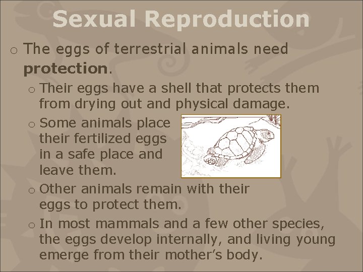 Sexual Reproduction o The eggs of terrestrial animals need protection. o Their eggs have