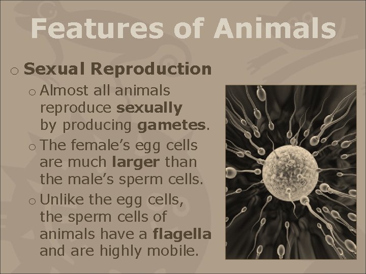 Features of Animals o Sexual Reproduction o Almost all animals reproduce sexually by producing