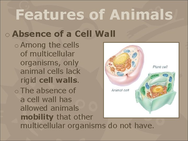Features of Animals o Absence of a Cell Wall o Among the cells of