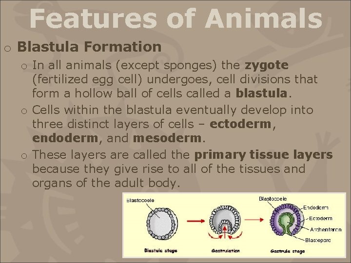 Features of Animals o Blastula Formation o In all animals (except sponges) the zygote