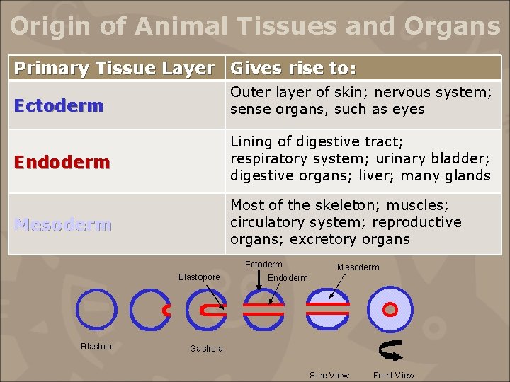 Origin of Animal Tissues and Organs Primary Tissue Layer Gives rise to: Ectoderm Outer