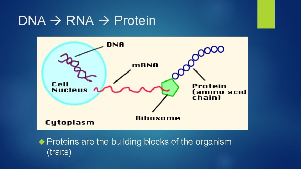 DNA PART 1 THE BLUEPRINT OF LIFE DNA