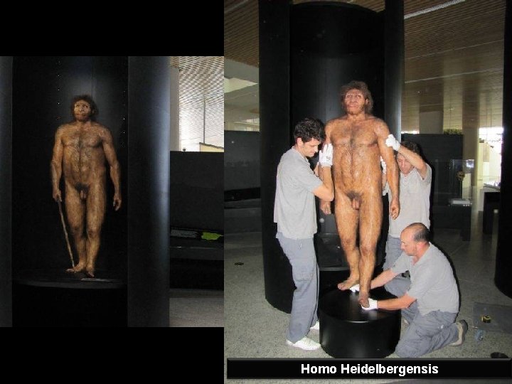 Homo Heidelbergensis 