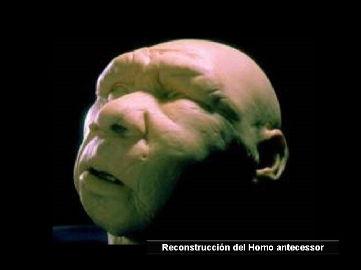 Reconstrucción del Homo antecessor 