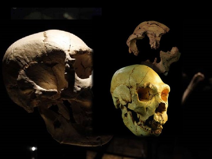 Miguelón Fue encontrado en 1992 en la Sima de los Huesos de Atapuerca y
