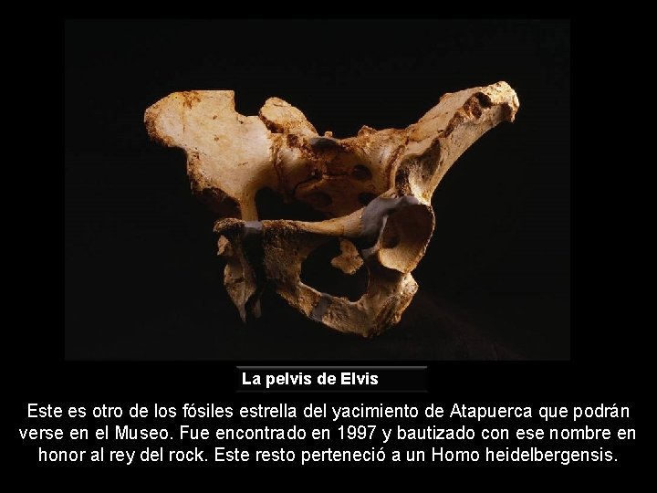 La pelvis de Elvis Este es otro de los fósiles estrella del yacimiento de