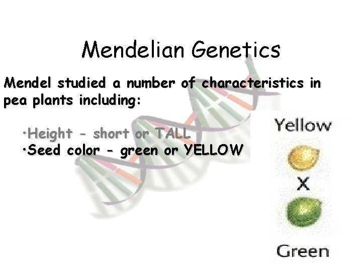 Mendelian Genetics Mendel studied a number of characteristics in pea plants including: • Height