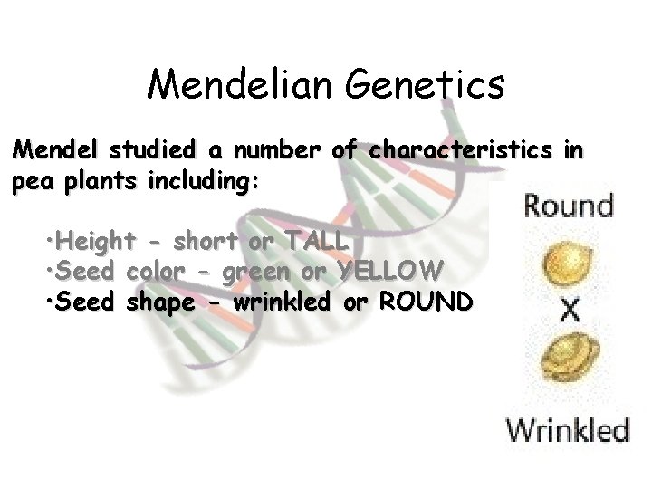 Mendelian Genetics Mendel studied a number of characteristics in pea plants including: • Height