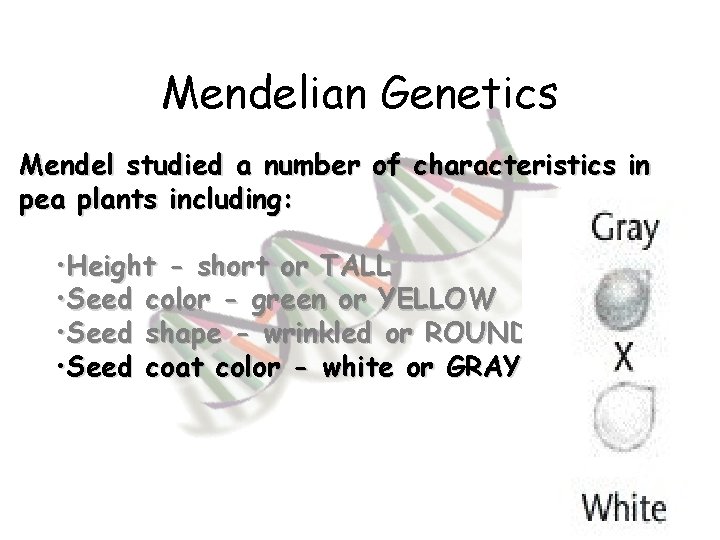 Mendelian Genetics Mendel studied a number of characteristics in pea plants including: • Height