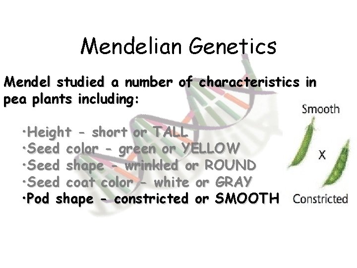 Mendelian Genetics Mendel studied a number of characteristics in pea plants including: • Height