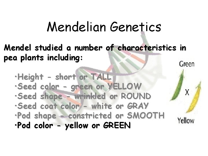 Mendelian Genetics Mendel studied a number of characteristics in pea plants including: • Height