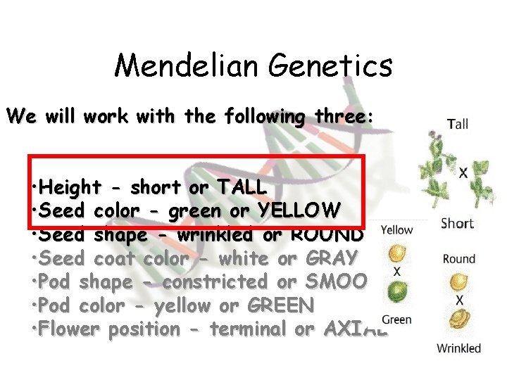 Mendelian Genetics We will work with the following three: • Height - short or