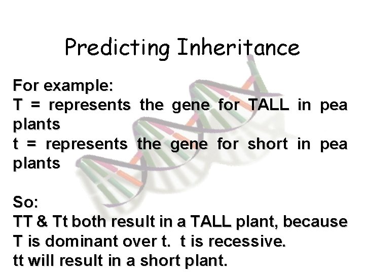 Predicting Inheritance For example: T = represents the gene for TALL in pea plants