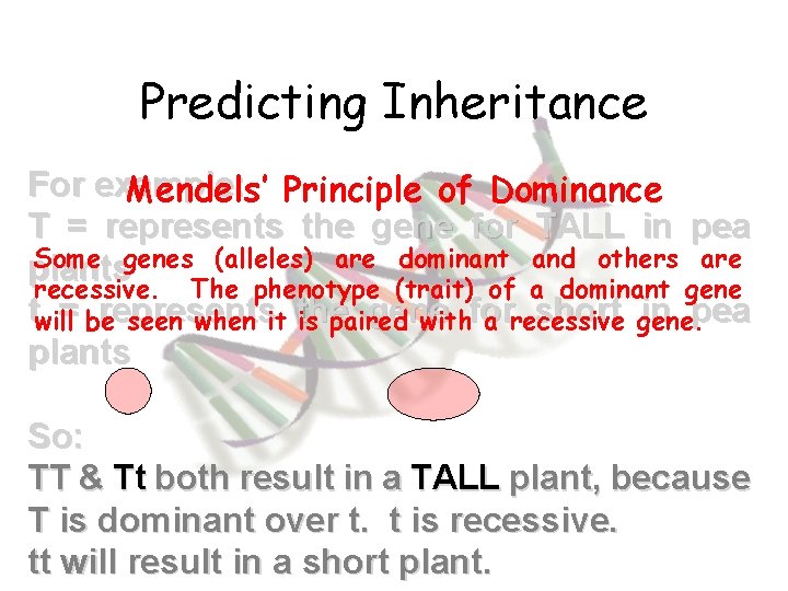 Predicting Inheritance For example: Mendels’ Principle of Dominance T = represents the gene for