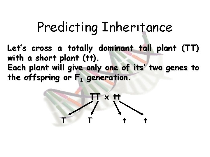 Predicting Inheritance Let’s cross a totally dominant tall plant (TT) with a short plant