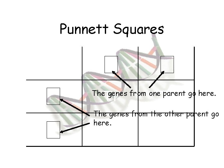 Punnett Squares Tt Tt The genes from one parent go here. The genes from