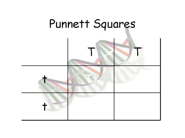 Punnett Squares T T t Tt Tt 