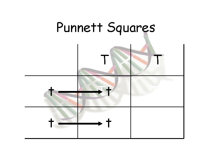 Punnett Squares T T t Tt Tt 