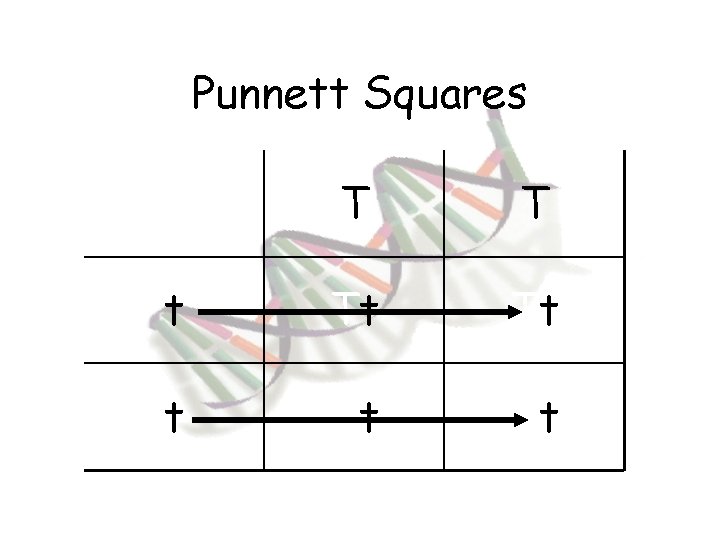 Punnett Squares T T t Tt Tt 