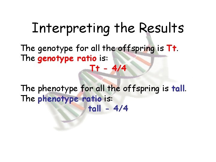 Interpreting the Results The genotype for all the offspring is Tt. The genotype ratio