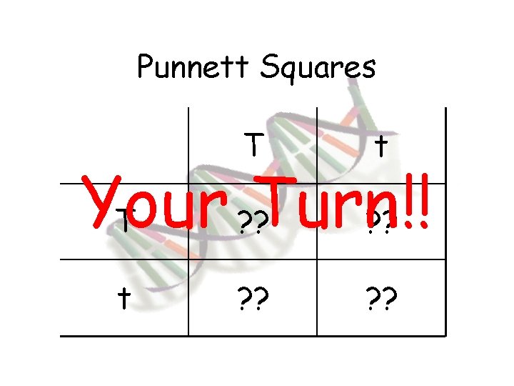 Punnett Squares T t ? ? Your Turn!! T ? ? t 
