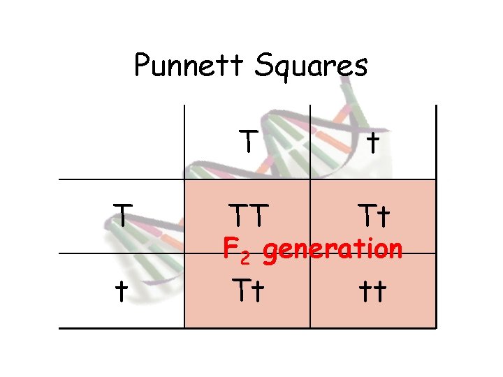 Punnett Squares T t TT Tt Tt tt F 2 generation 