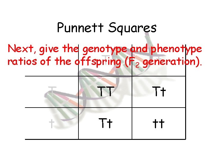 Punnett Squares Next, give the genotype and phenotype T (F 2 generation). t ratios