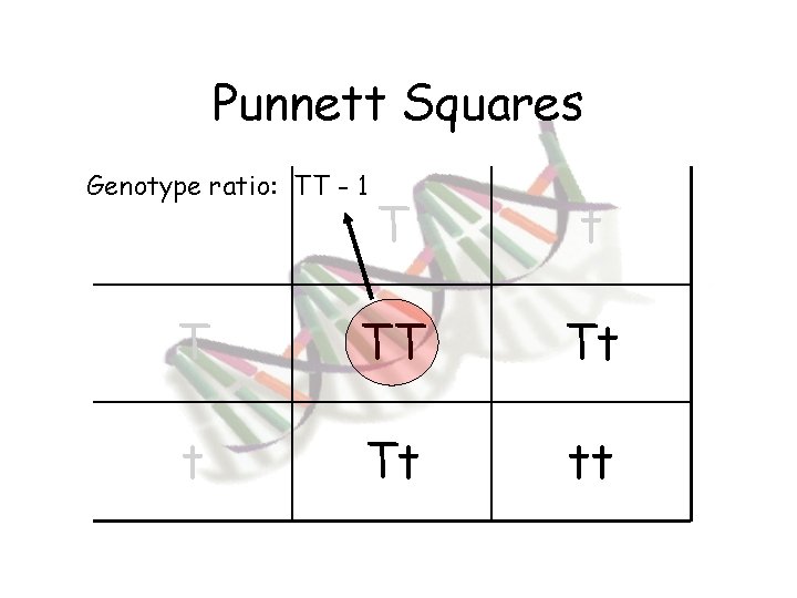 Punnett Squares Genotype ratio: TT - 1 T t T TT Tt tt 