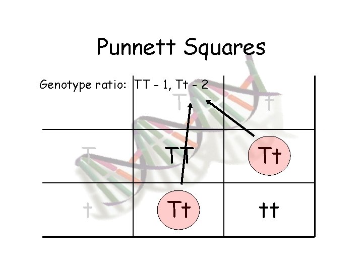 Punnett Squares Genotype ratio: TT - 1, Tt - 2 T t T TT