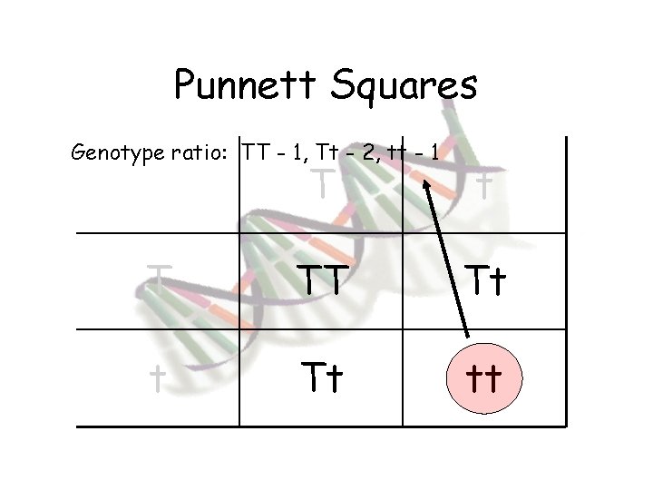 Punnett Squares Genotype ratio: TT - 1, Tt - 2, tt - 1 T