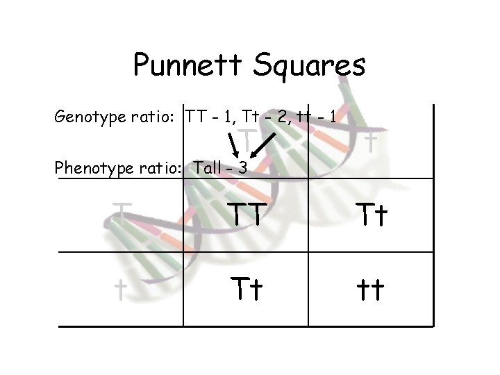 Punnett Squares Genotype ratio: TT - 1, Tt - 2, tt - 1 T