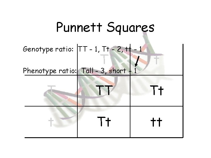 Punnett Squares Genotype ratio: TT - 1, Tt - 2, tt - 1 T