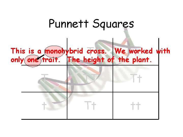 Punnett Squares This is a monohybrid T cross. We worked with t only one