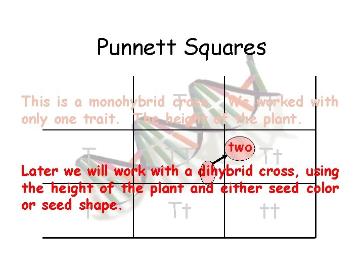 Punnett Squares This is a monohybrid T cross. We worked with t only one