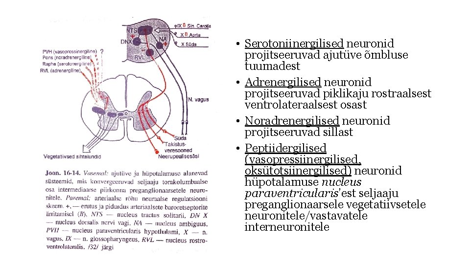  • Serotoniinergilised neuronid projitseeruvad ajutüve õmbluse tuumadest • Adrenergilised neuronid projitseeruvad piklikaju rostraalsest
