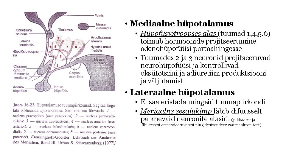  • Mediaalne hüpotalamus • Hüpofüsiotroopses alas (tuumad 1, 4, 5, 6) toimub hormoonide