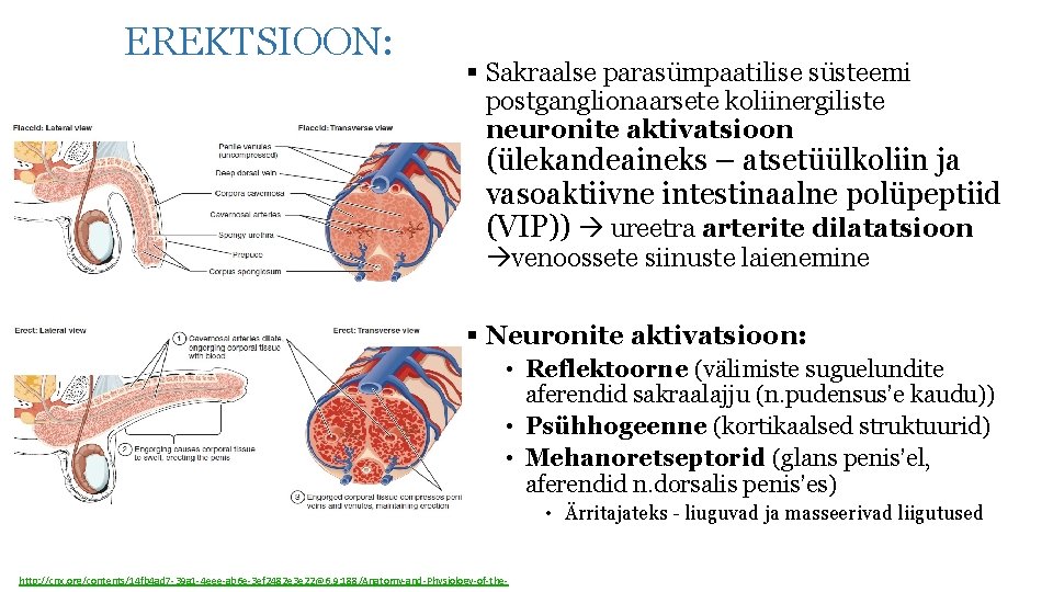 EREKTSIOON: § Sakraalse parasümpaatilise süsteemi postganglionaarsete koliinergiliste neuronite aktivatsioon (ülekandeaineks – atsetüülkoliin ja vasoaktiivne
