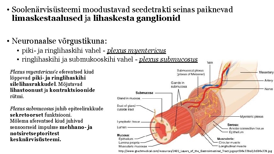  • Soolenärvisüsteemi moodustavad seedetrakti seinas paiknevad limaskestaalused ja lihaskesta ganglionid • Neuronaalse võrgustikuna: