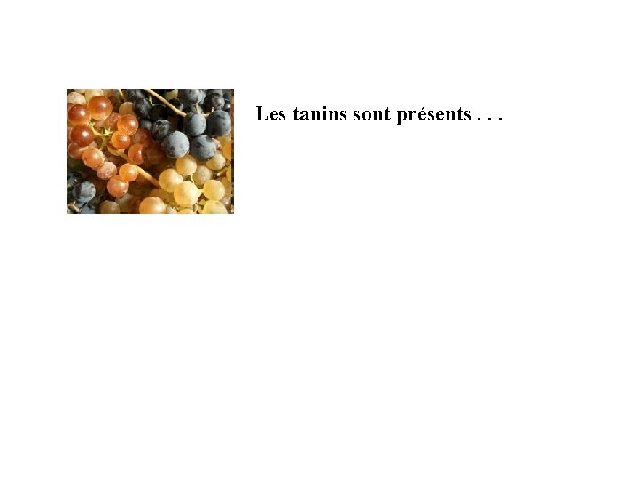 Les tanins sont présents. . . 