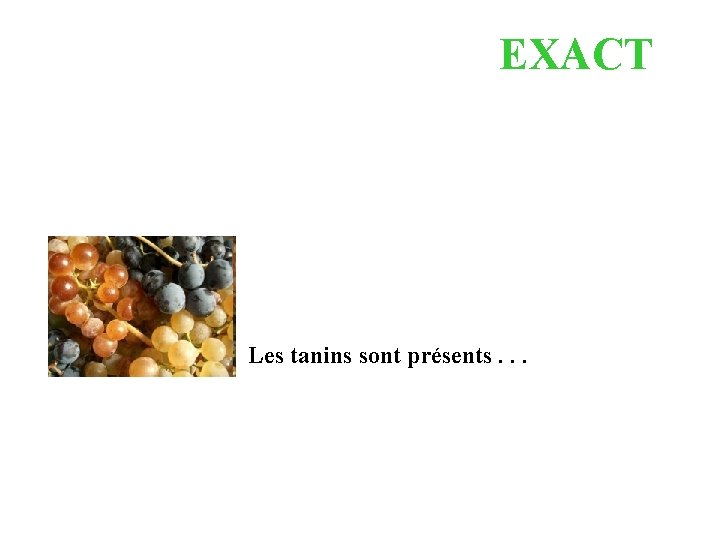 EXACT Les tanins sont présents. . . 