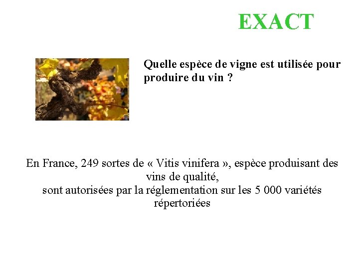 EXACT Quelle espèce de vigne est utilisée pour produire du vin ? En France,