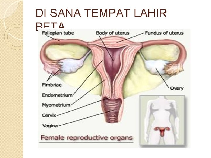 DI SANA TEMPAT LAHIR BETA. . . 