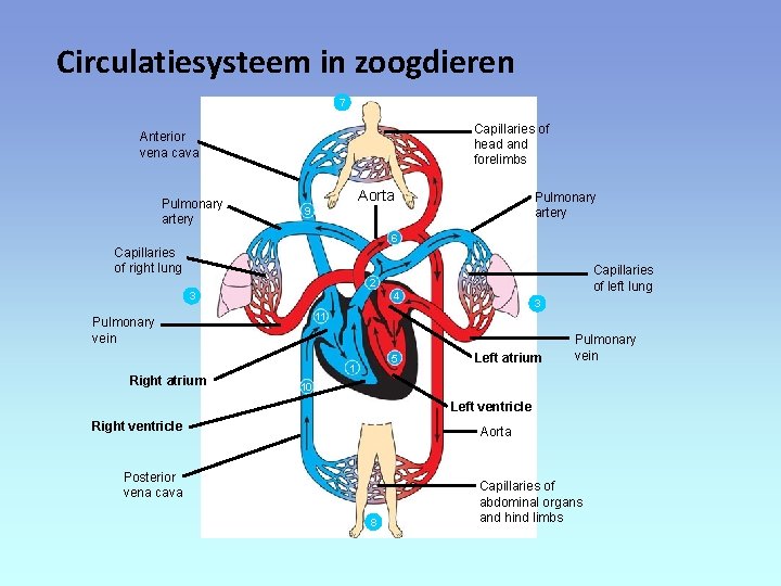 Circulatiesysteem in zoogdieren 7 Capillaries of head and forelimbs Anterior vena cava Pulmonary artery