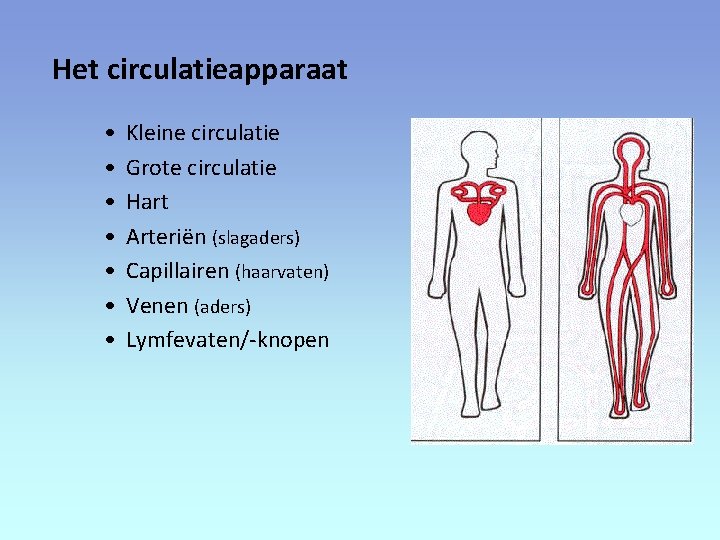 Het circulatieapparaat • • Kleine circulatie Grote circulatie Hart Arteriën (slagaders) Capillairen (haarvaten) Venen