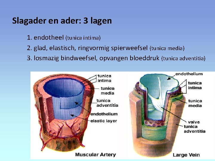 Slagader en ader: 3 lagen 1. endotheel (tunica intima) 2. glad, elastisch, ringvormig spierweefsel