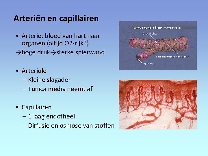 Arteriën en capillairen • Arterie: bloed van hart naar organen (altijd O 2 -rijk?