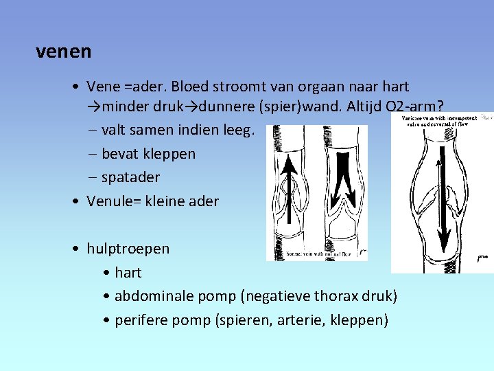 venen • Vene =ader. Bloed stroomt van orgaan naar hart →minder druk→dunnere (spier)wand. Altijd